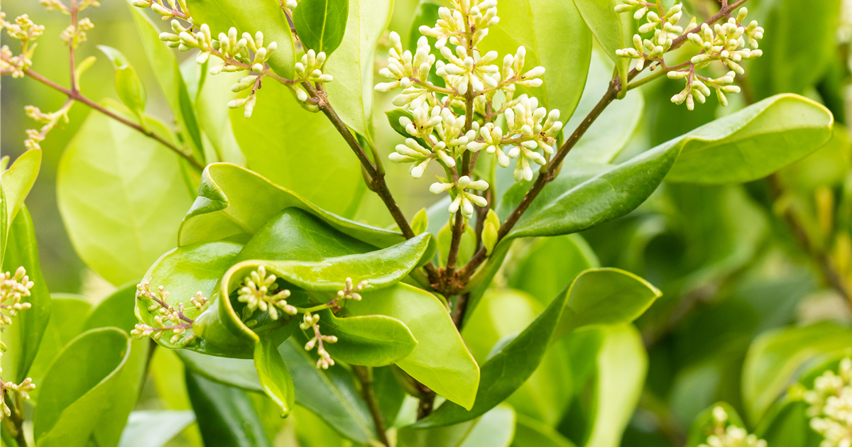 Ligustrum japonicum 'Texanum'