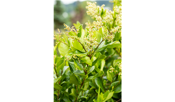 eruca sativa plant Arugula Seeds – Fast-Growing, Nutrient-Dense Salad Greens for Containers &  Year-Round Harvests main image 1