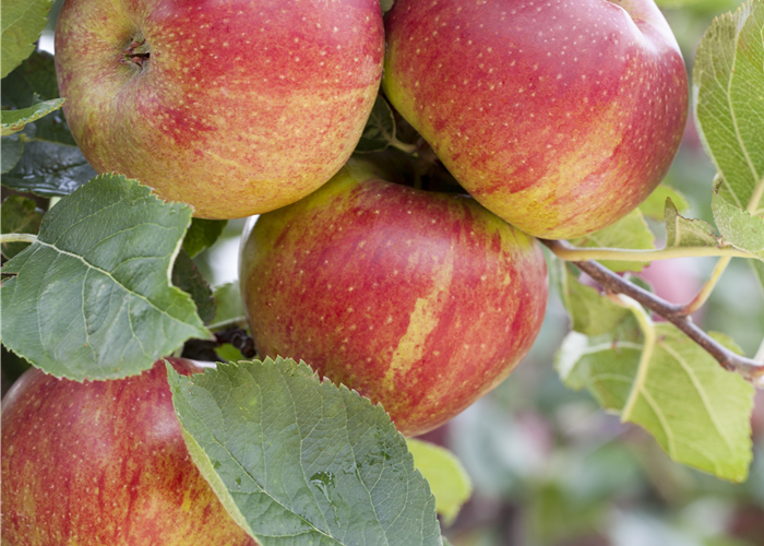 Malus domestica 'Boskoop' Malus domestica 'Boskoop'