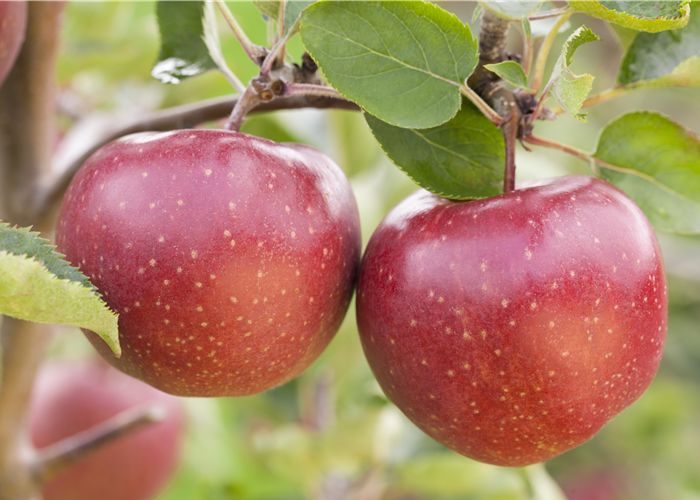 Malus domestica 'Jonagold'