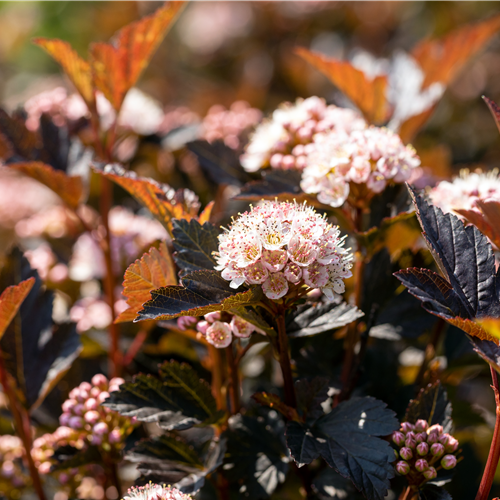 Physocarpus opulifolius 'Tiny Wine'® PW® Physocarpus opulifolius 'Tiny Wine'® PW®