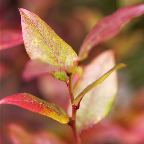Vaccinium corymbosum 'Bluecrop' Vaccinium corymbosum 'Bluecrop'