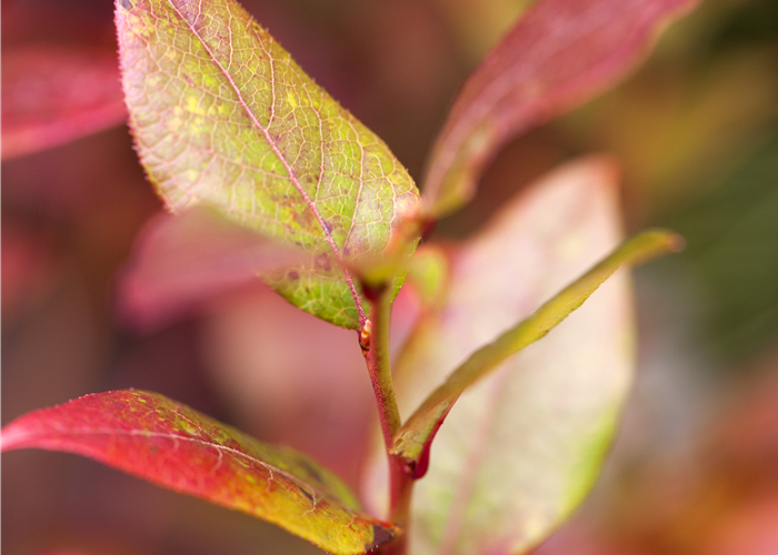 Vaccinium corymbosum 'Bluecrop' Vaccinium corymbosum 'Bluecrop'