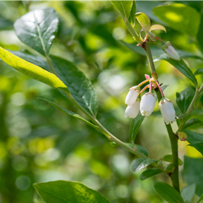 Vaccinium corymbosum 'Duke' Vaccinium corymbosum 'Duke'