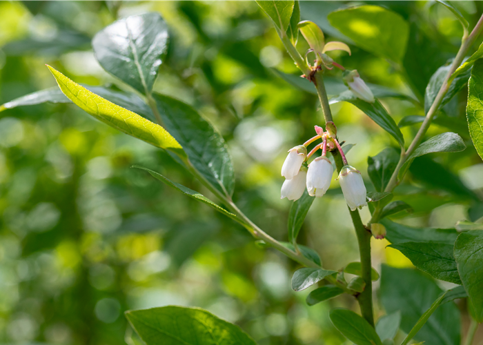 Vaccinium corymbosum 'Duke' Vaccinium corymbosum 'Duke'