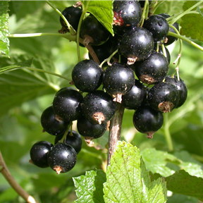 Ribes nigrum 'Titania'(s) Ribes nigrum 'Titania'(s)