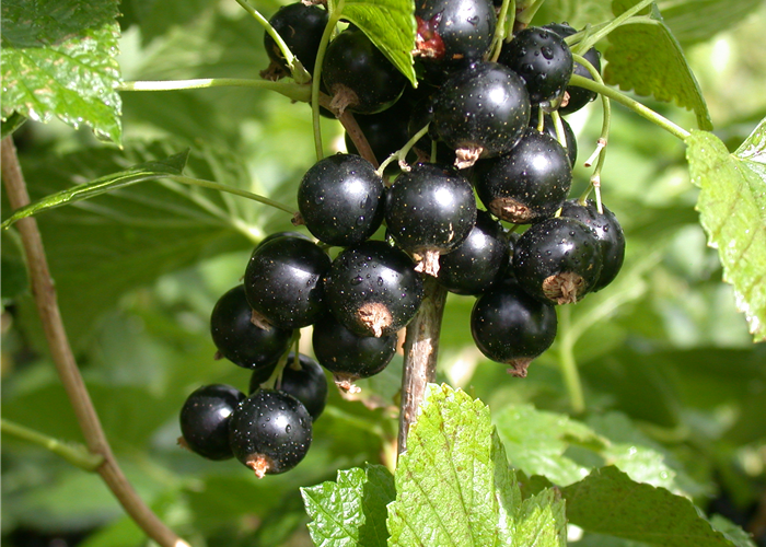 Ribes nigrum 'Titania'(s) Ribes nigrum 'Titania'(s)