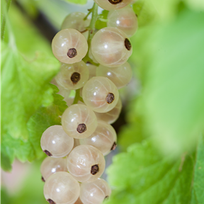 Ribes rubrum 'Weiße Versailler' Ribes rubrum 'Weiße Versailler'