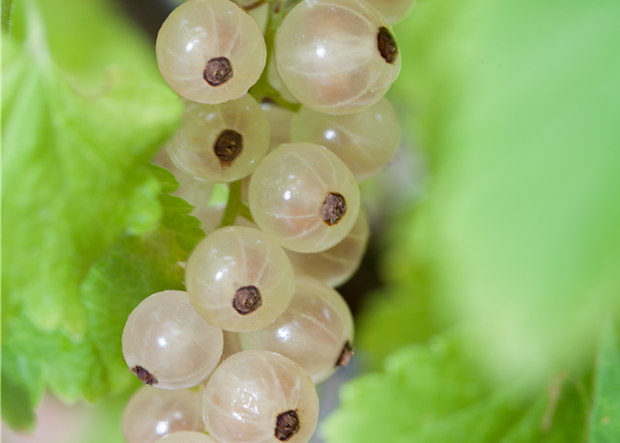 Ribes rubrum 'Weiße Versailler' Ribes rubrum 'Weiße Versailler'