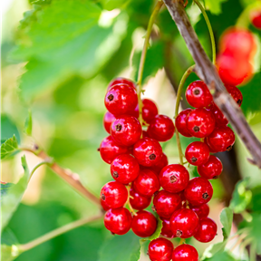 Ribes rubrum 'Jonkheer van Tets' Ribes rubrum 'Jonkheer van Tets'