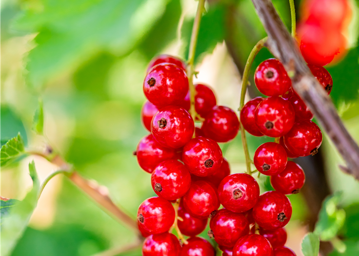 Ribes rubrum 'Jonkheer van Tets' Ribes rubrum 'Jonkheer van Tets'