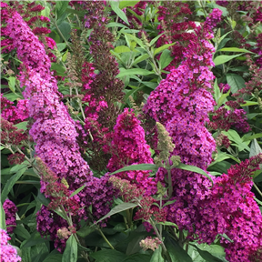 Buddleja davidii 'Funky Fuchsia'® Buddleja davidii 'Funky Fuchsia'®