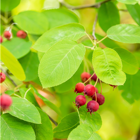 Amelanchier canadensis 'October Flame'® Amelanchier canadensis 'October Flame'®
