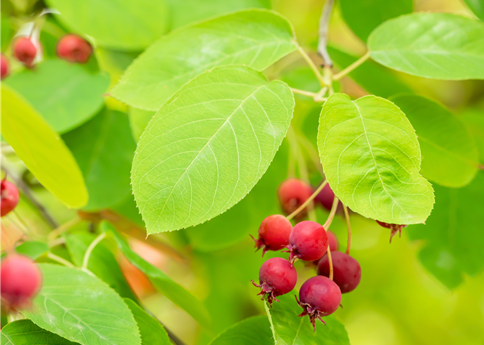 Amelanchier canadensis 'October Flame'® Amelanchier canadensis 'October Flame'®