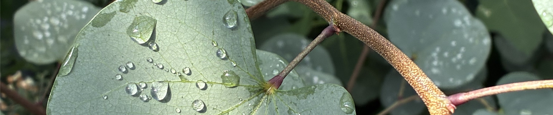 Cercis Blue Lagoon (9).jpg