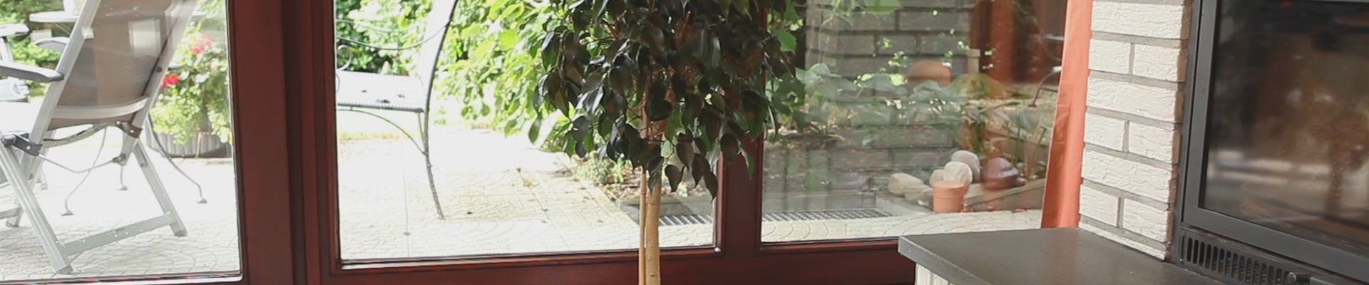 Birkenfeige - Einpflanzen in ein Gefäß (thumbnail).jpg Birkenfeige - Einpflanzen in ein Gefäß (thumbnail).jpg