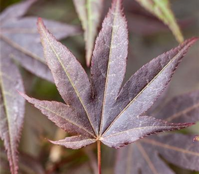 Acer palmatum 'Atropurpureum' Acer palmatum 'Atropurpureum'