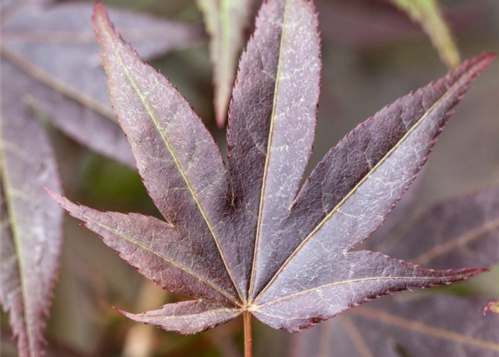 Acer palmatum 'Atropurpureum' Acer palmatum 'Atropurpureum'