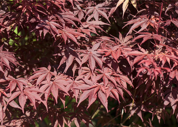 Acer palmatum 'Bloodgood' Acer palmatum 'Bloodgood'