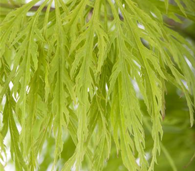 Acer palmatum 'Dissectum' Acer palmatum 'Dissectum'