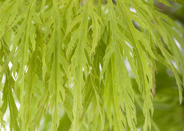 Acer palmatum 'Dissectum' Acer palmatum 'Dissectum'