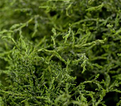 Chamaecyparis lawsoniana 'Lycopodioides' Chamaecyparis lawsoniana 'Lycopodioides'