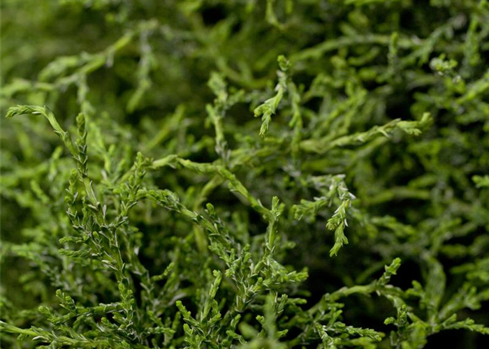 Chamaecyparis lawsoniana 'Lycopodioides' Chamaecyparis lawsoniana 'Lycopodioides'