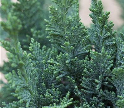 Chamaecyparis lawsoniana 'Wisselii' Chamaecyparis lawsoniana 'Wisselii'