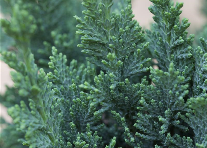 Chamaecyparis lawsoniana 'Wisselii' Chamaecyparis lawsoniana 'Wisselii'