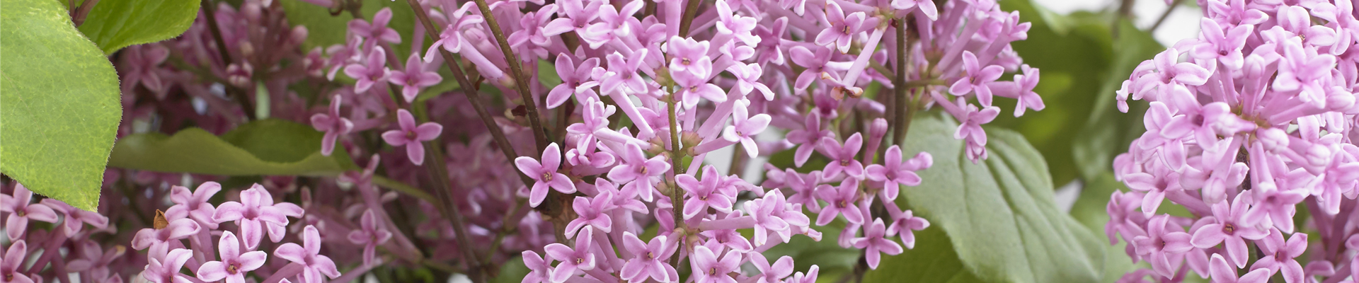 Flowerfesta® Pink (2).jpg Flowerfesta® Pink (2).jpg