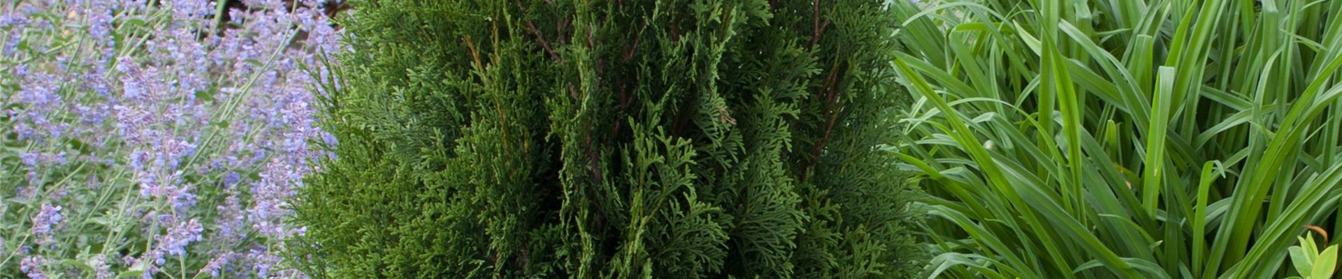 ThujaDarkEmbers_V07.jpg ThujaDarkEmbers_V07.jpg