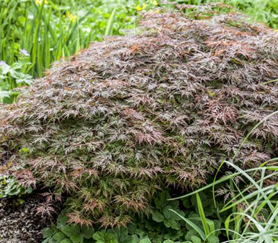 Acer palmatum 'Garnet' Acer palmatum 'Garnet'