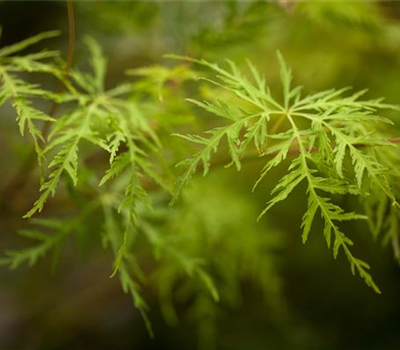 Acer palmatum 'Emerald Lace' Acer palmatum 'Emerald Lace'