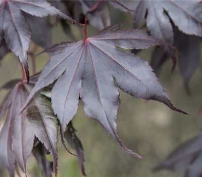 Acer palmatum 'Fireglow' Acer palmatum 'Fireglow'