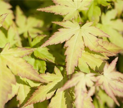 Acer palmatum 'Katsura' Acer palmatum 'Katsura'