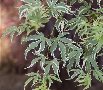 Acer palmatum 'Roseomarginatum' Acer palmatum 'Roseomarginatum'