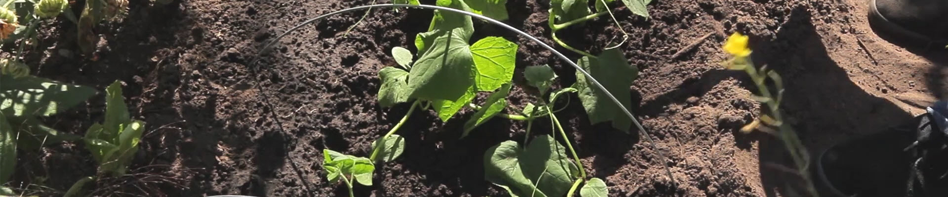 Gurken - Aussaat und Aufzucht (thumbnail).jpg Gurken - Aussaat und Aufzucht (thumbnail).jpg