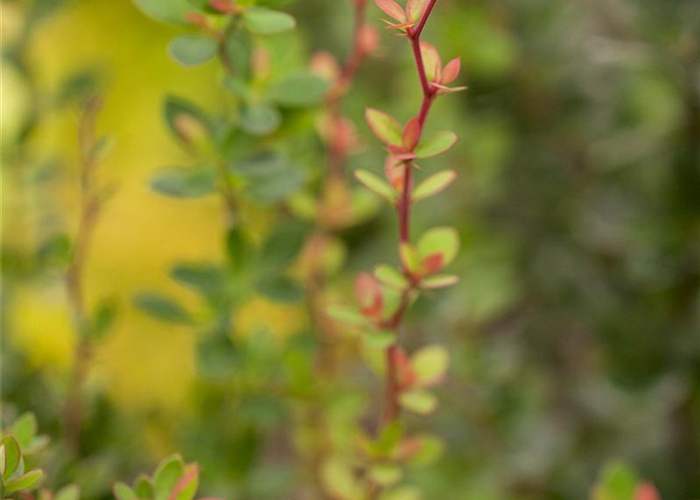 Berberis buxifolia 'Nana' Berberis buxifolia 'Nana'