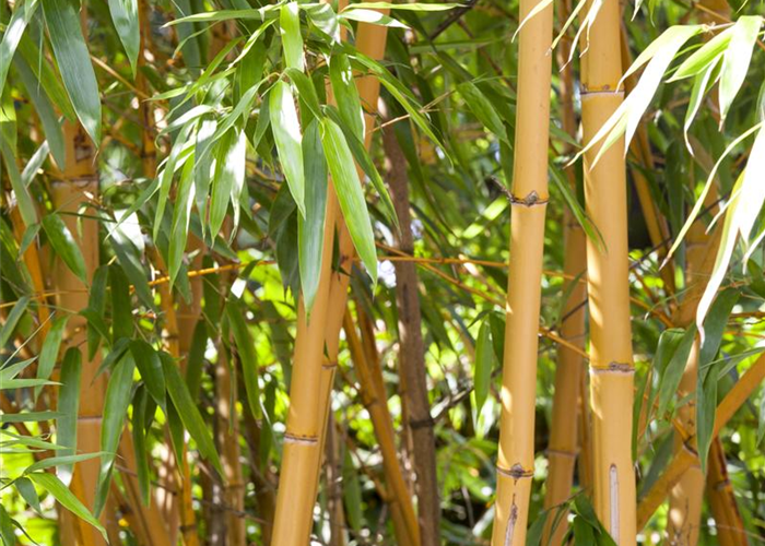 Phyllostachys aurea Phyllostachys aurea
