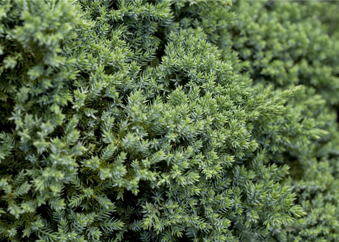 Juniperus procumbens 'Nana' Juniperus procumbens 'Nana'