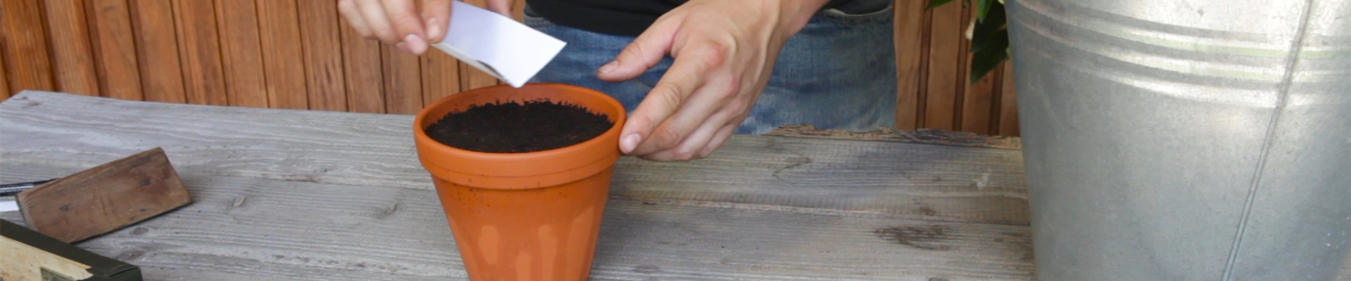 Estragon - Aussäen von Samen (thumbnail).jpg Estragon - Aussäen von Samen (thumbnail).jpg