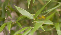 Grüner Bambus