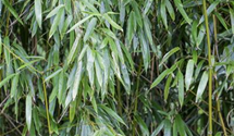 Grüner Bambus