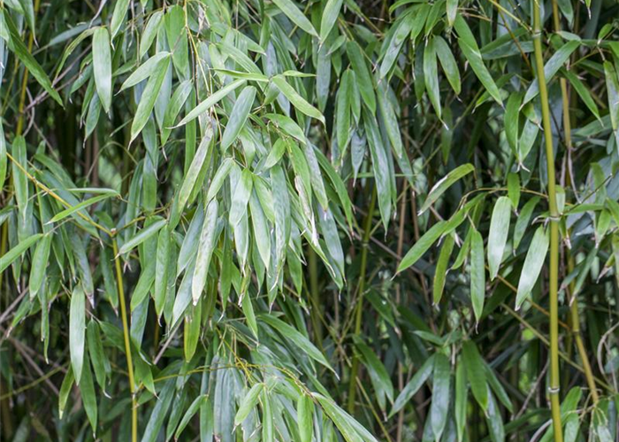 Phyllostachys humilis Phyllostachys humilis