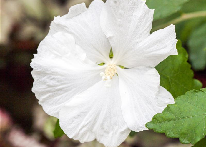 Hibiscus syriacus 'Diana' Hibiscus syriacus 'Diana'