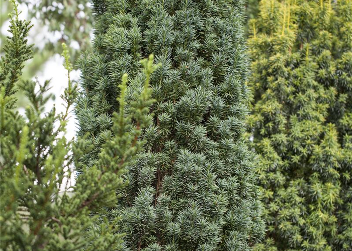 Taxus baccata 'Fastigiata Robusta' Taxus baccata 'Fastigiata Robusta'