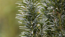 Taxus baccata 'Fastigiata Robusta'