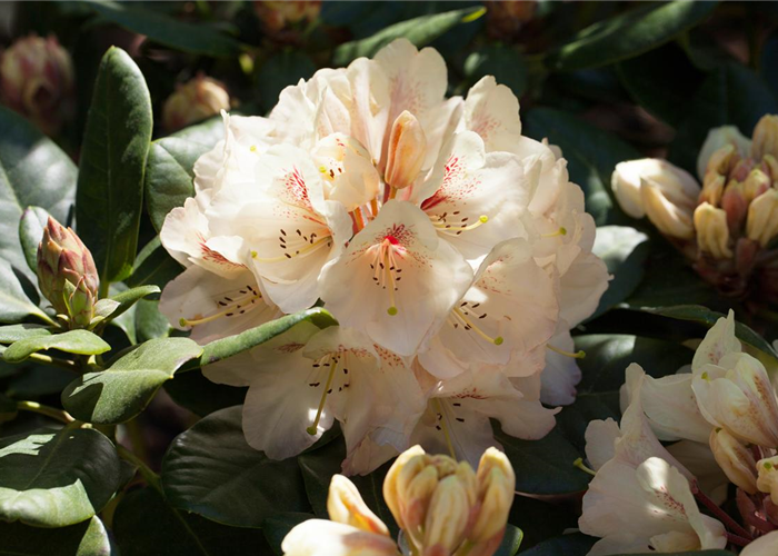 Rhododendron 'Goldbukett' Rhododendron 'Goldbukett'