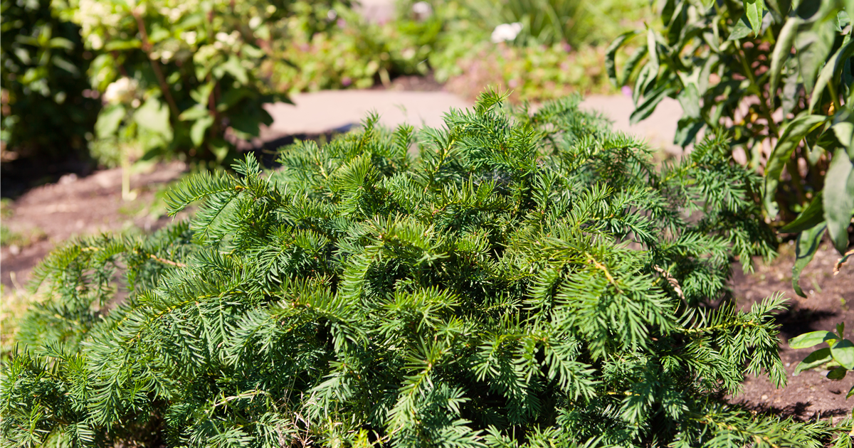 Taxus baccata 'Repandens'