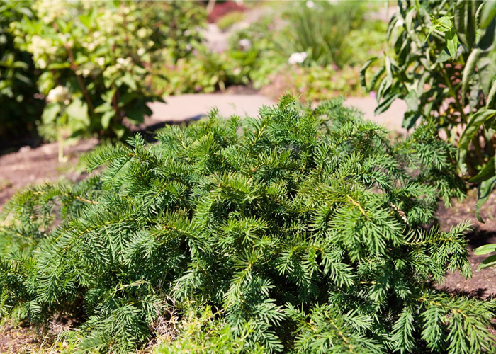 Taxus baccata 'Repandens' Taxus baccata 'Repandens'